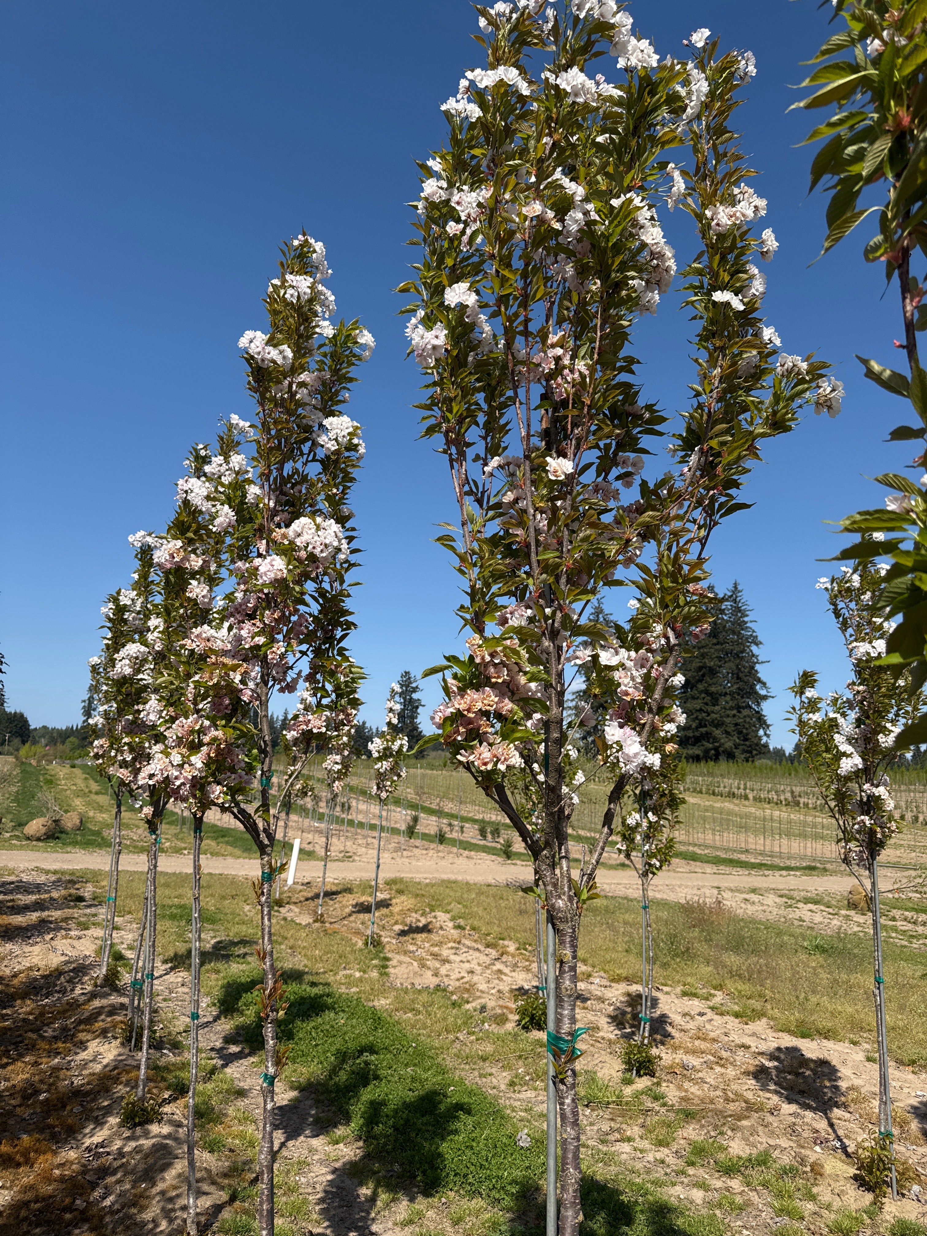 ☆tree☆ページ Musashino Zelkova – SuperTrees Nursery