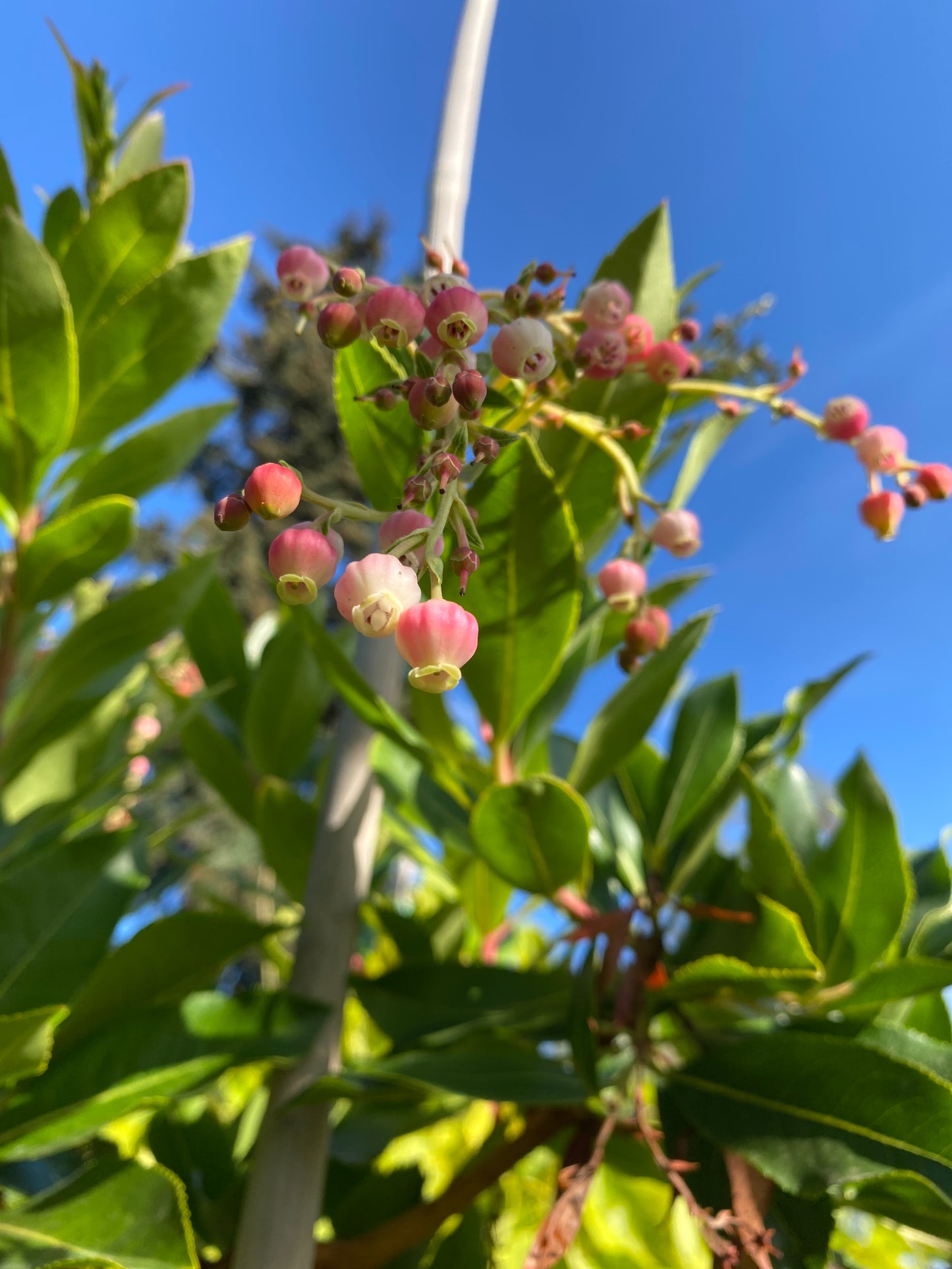 Marina Strawberry Tree