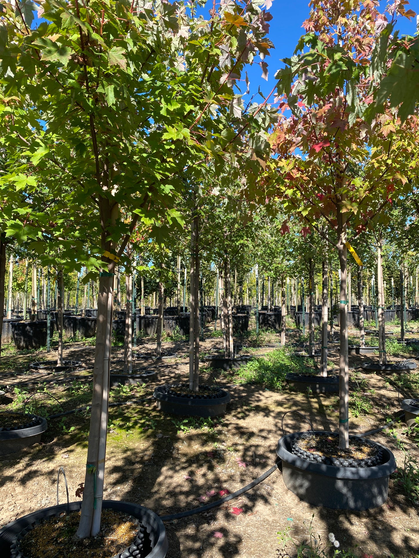 Redpointe® Maple