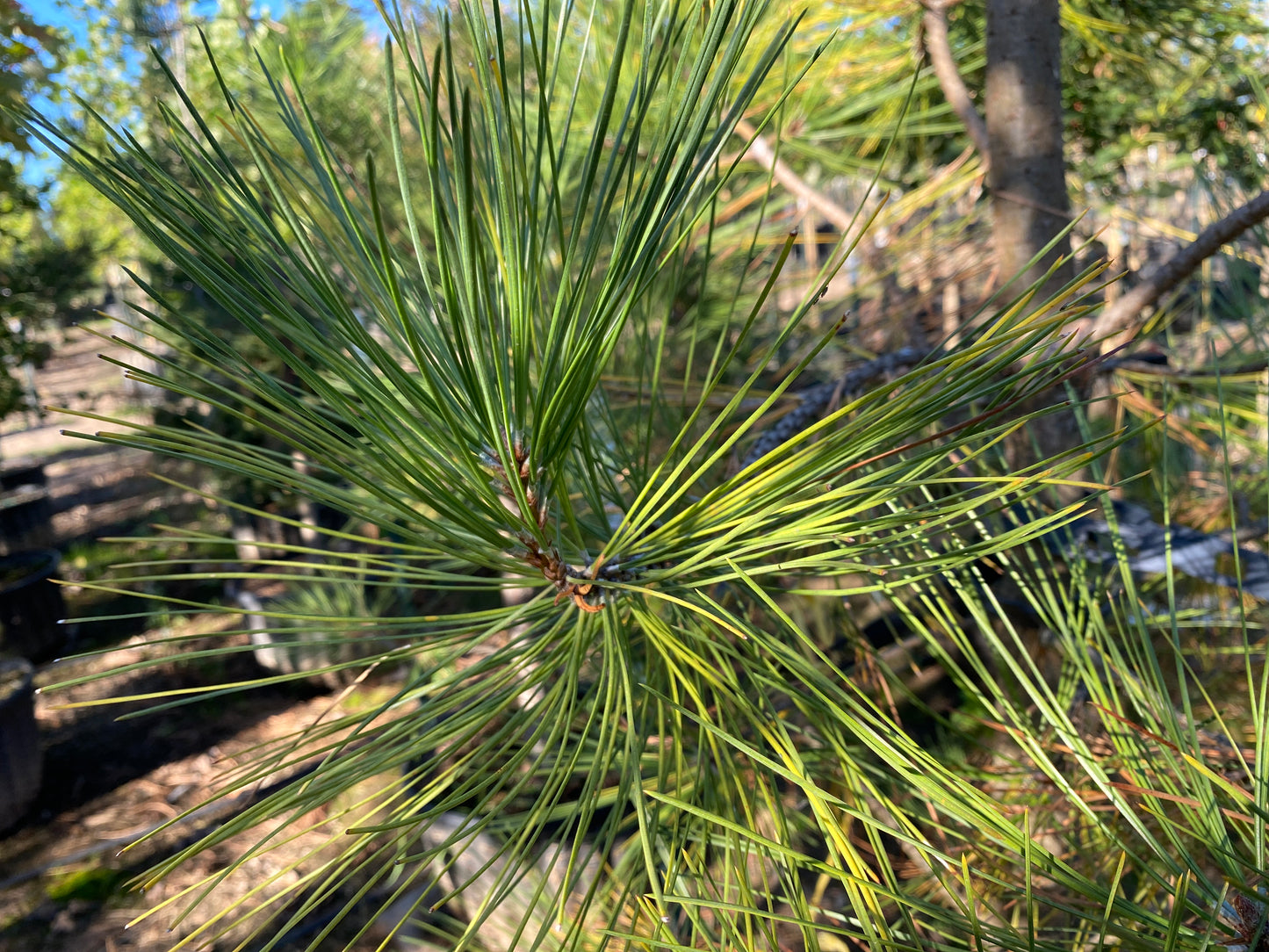 Ponderosa Pine (Height)