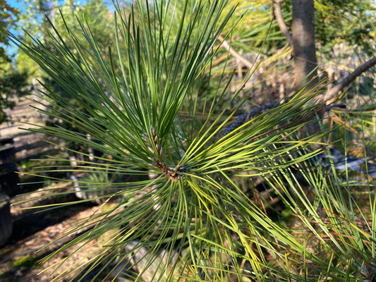 Ponderosa Pine (Height)