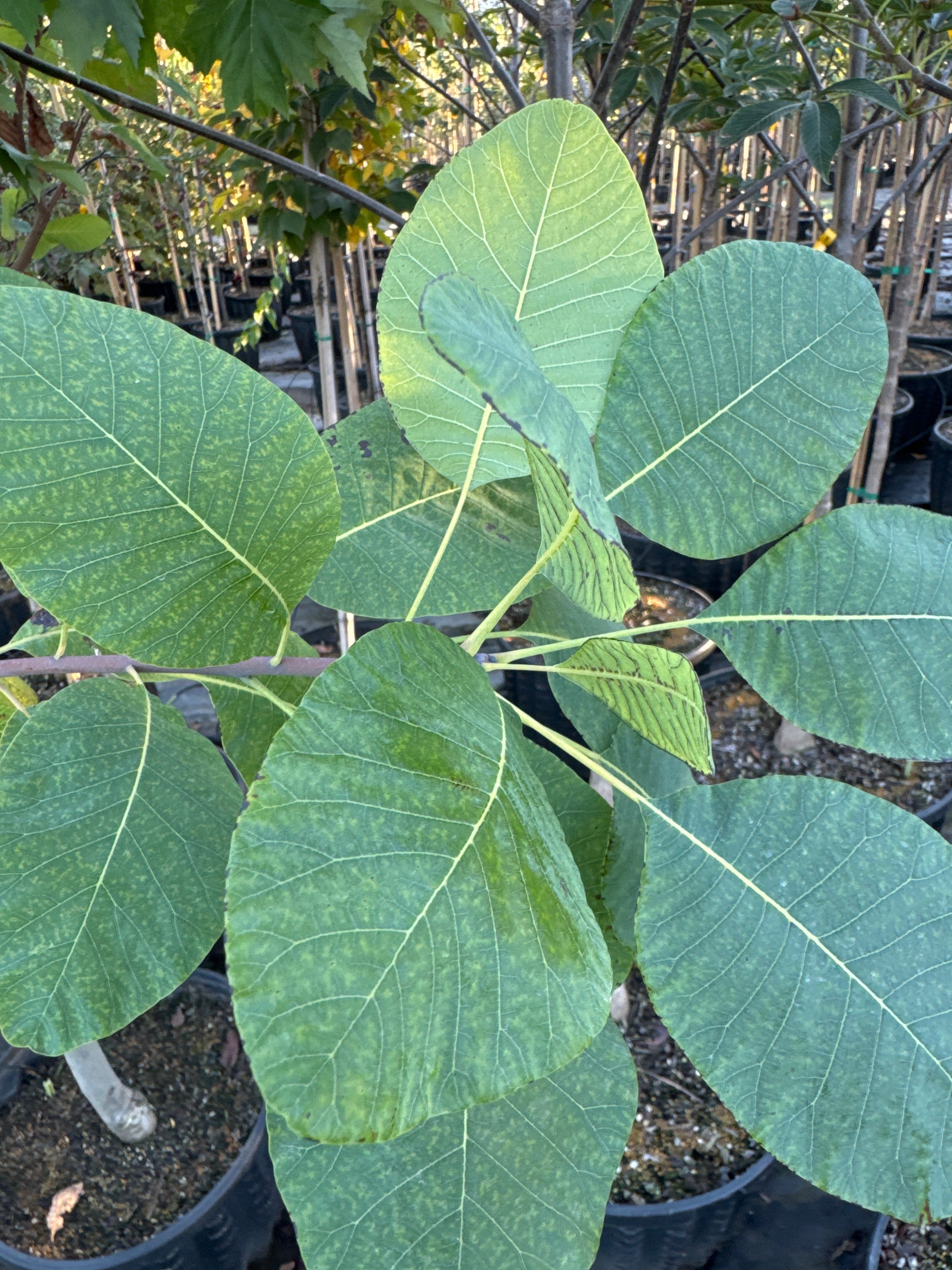 American Smoke Tree - Cotinus obovatus – SuperTrees Nursery