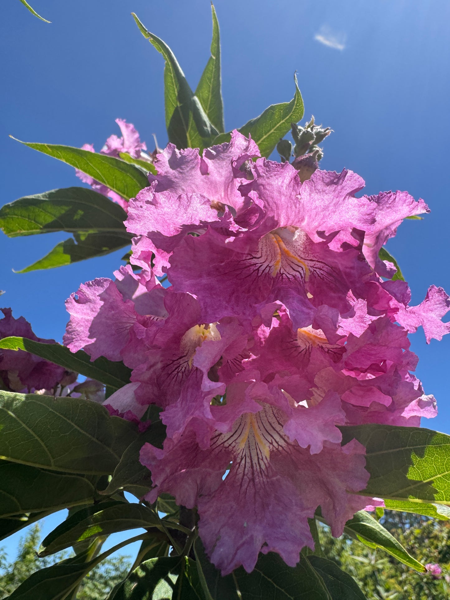 El Niño® Desert Orchid Chitalpa