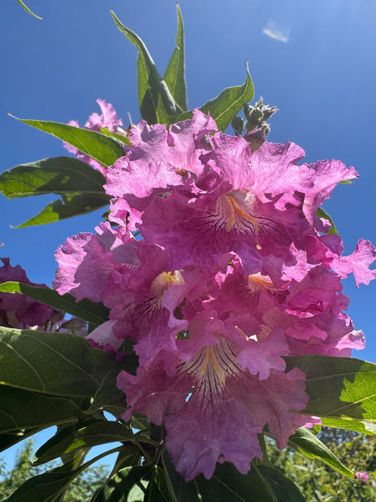 El Niño® Desert Orchid Chitalpa