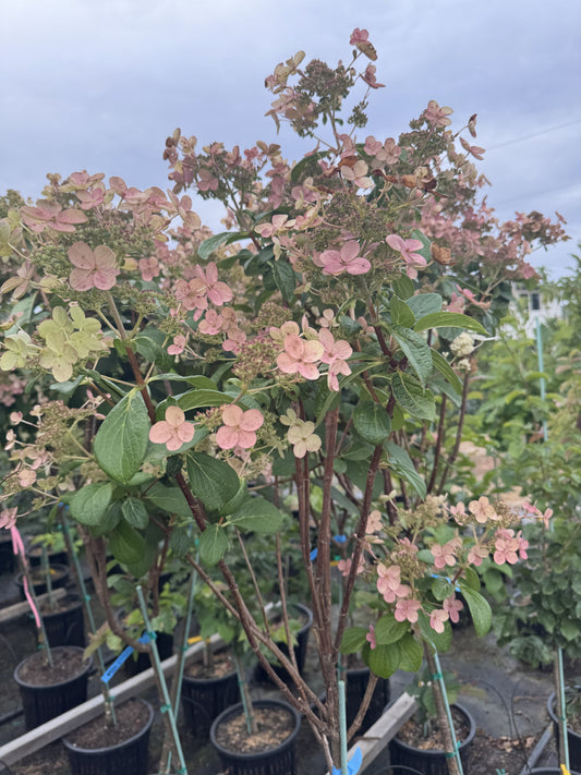 Quick Fire Hydrangea