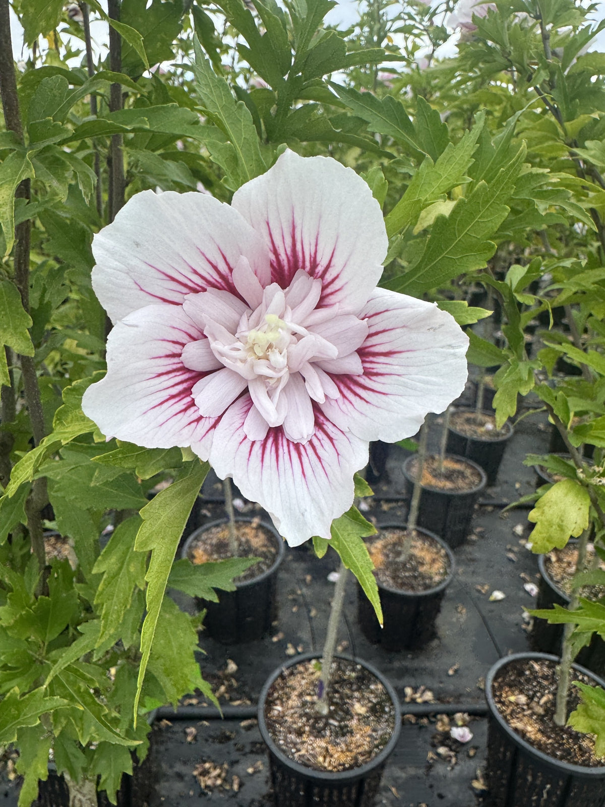Starblast Hibiscus Tree Form