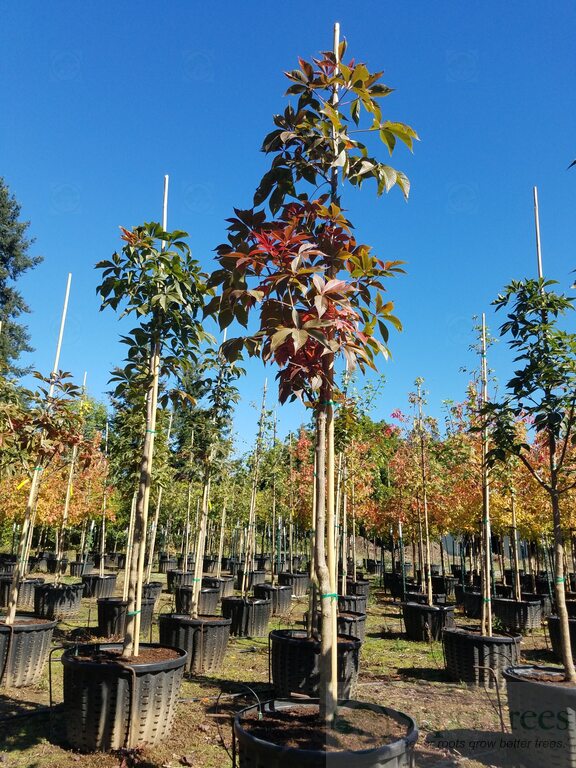 Splendor Tree Autumn Splendor Horsechestnut - Aesculus x arnoldiana 'Autumn Splendor ...