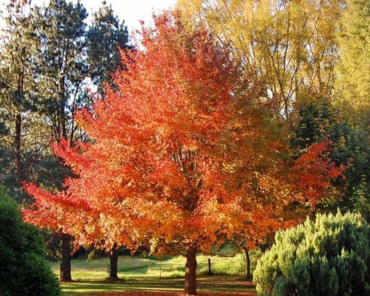 Tupelo Rtree Black Tupelo - Nyssa sylvatica – SuperTrees Nursery
