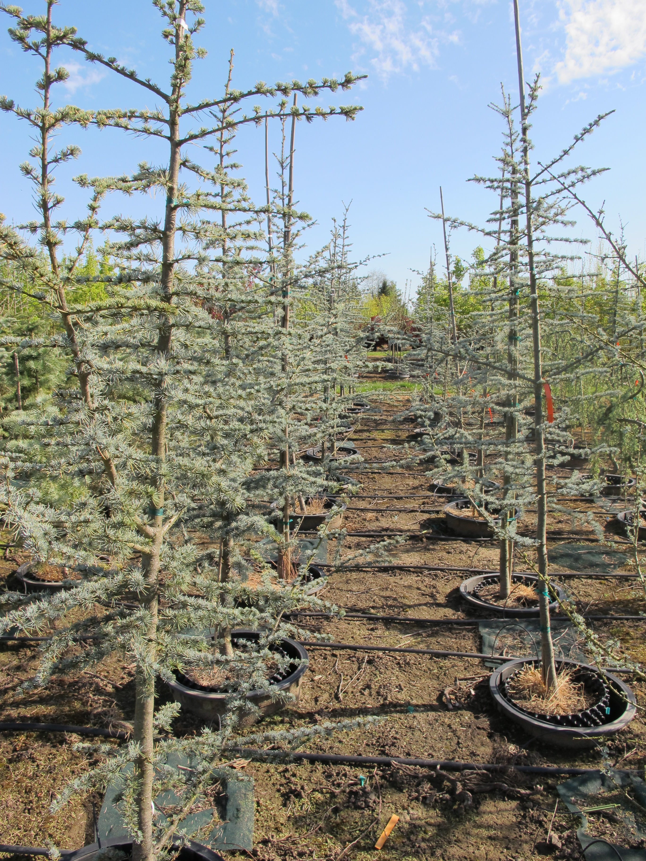 Ornamental Trees – SuperTrees Nursery