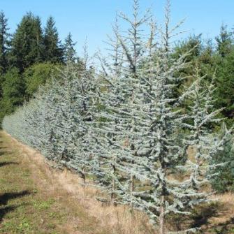 Blue Atlas Cedar - Cedrus atlantica 'Glauca' – SuperTrees Nursery