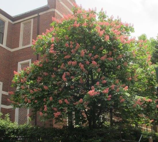 Briotii Red Horsechestnut