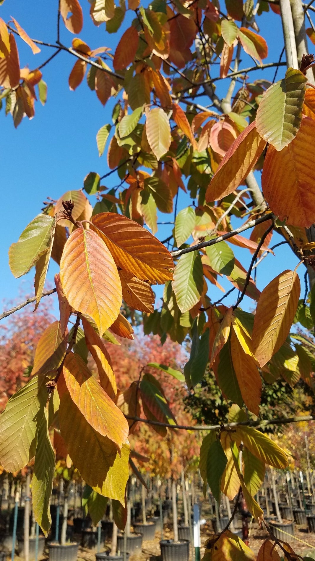 Native Trees – SuperTrees Nursery
