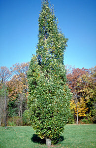 Columnar English Oak