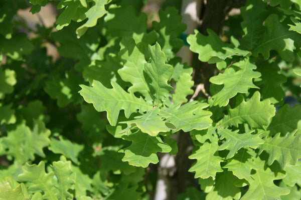 Columnar English Oak