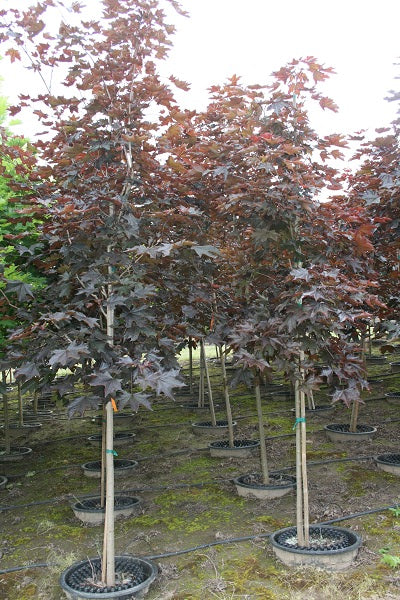 Crimson Sentry Norway Maple - Acer platanoides 'Crimson Sentry ...