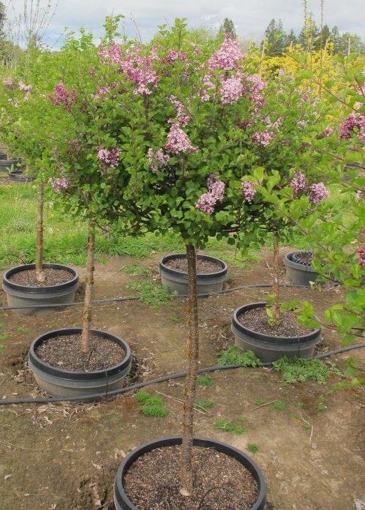 Dwarf Korean Lilac on standard - Syringa meyeri 'Palibin' – SuperTrees ...