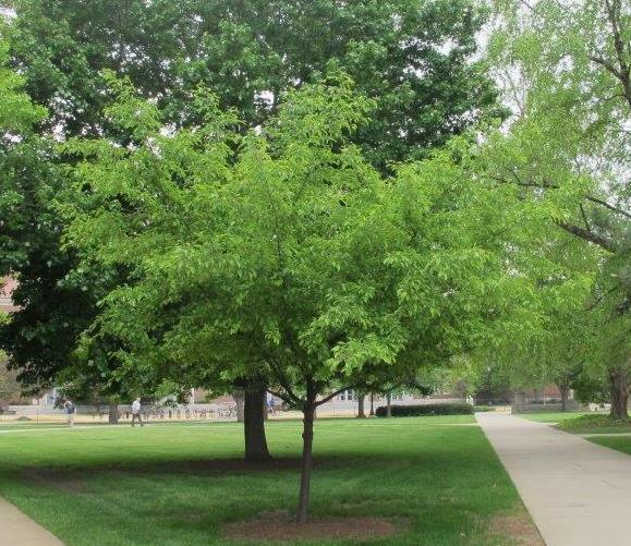 Amur Maple Invsive Flame Amur Maple Tree _ When To Trim A Flaming Amur Maple Tree – UYFJ