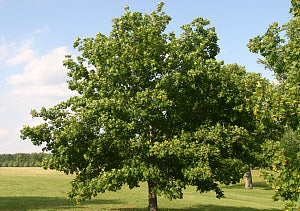 Queen Elizabeth™ Hedge Maple