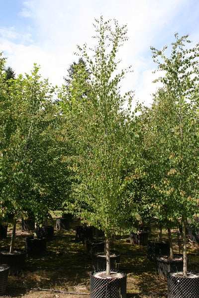 Katsura Tree