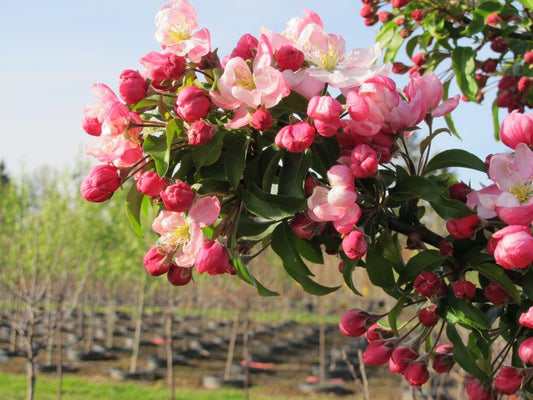Marilee® Crabapple sproutfree™