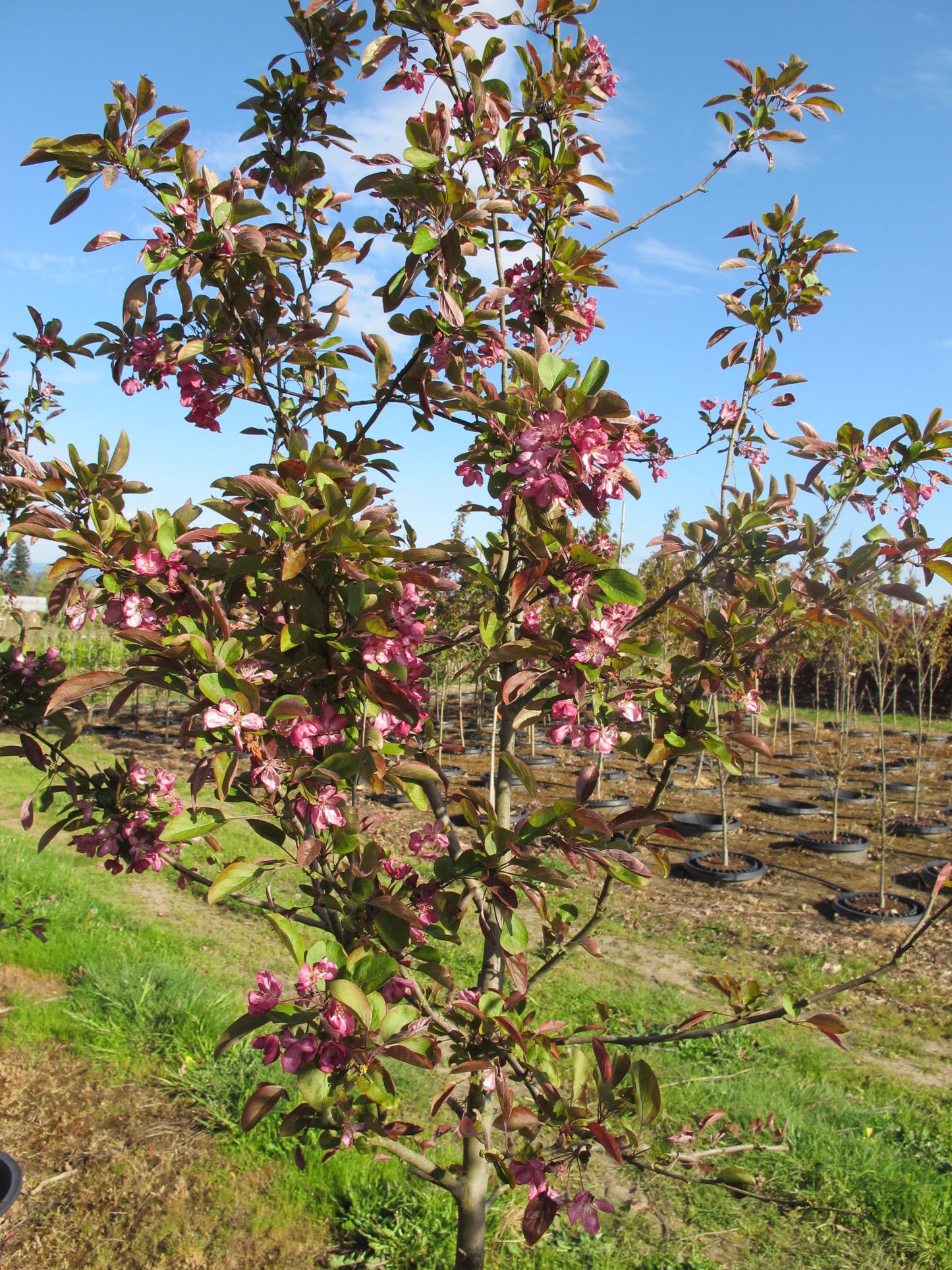 Prairiefire Crabapple sproutfree™