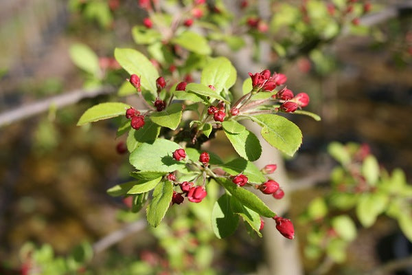 Prairiefire Crabapple sproutfree™