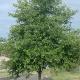 Red Alder