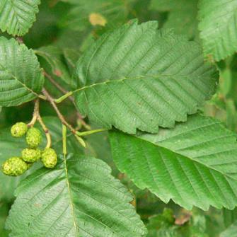 Red Alder