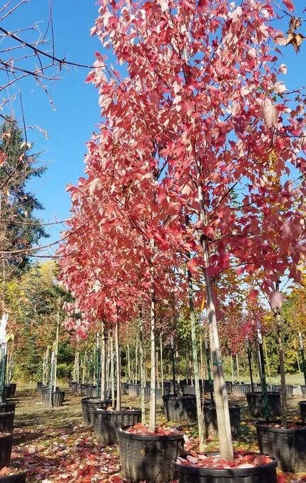 Red Sunset® Maple