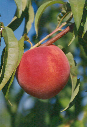 Redhaven Peach