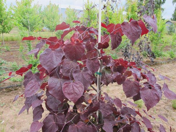 Ruby Falls Eastern Redbud - Cercis canadensis 'Ruby Falls' – SuperTrees ...