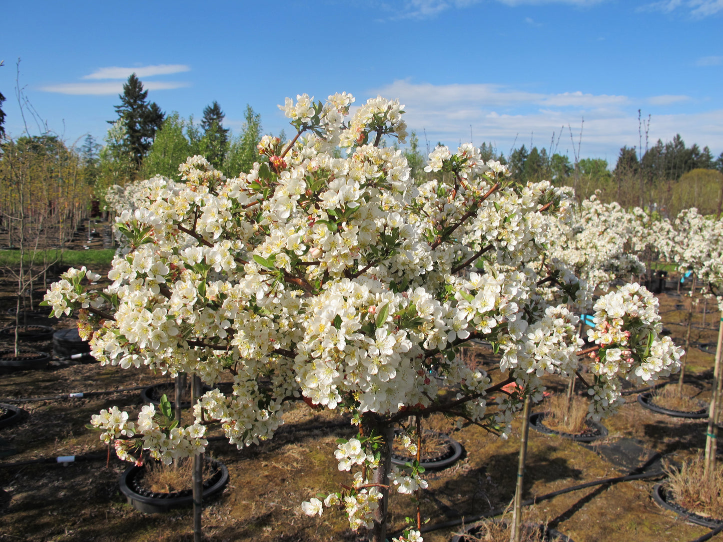 Lollipop® Crabapple sproutfree™
