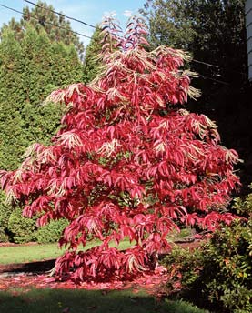 Sourwood Tree - Oxydendrum arboreum – SuperTrees Nursery