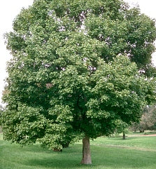 State St Maple State Street® Maple - Acer miyabei 'Morton' – SuperTrees Nursery