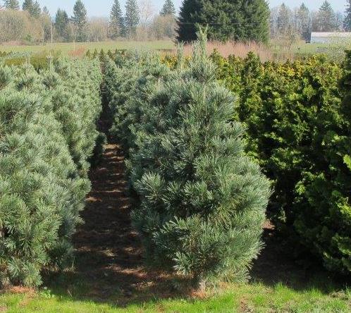 Vanderwolf Pyramid Limber Pine - Pinus flexilis 'Vanderwolf Pyramid ...