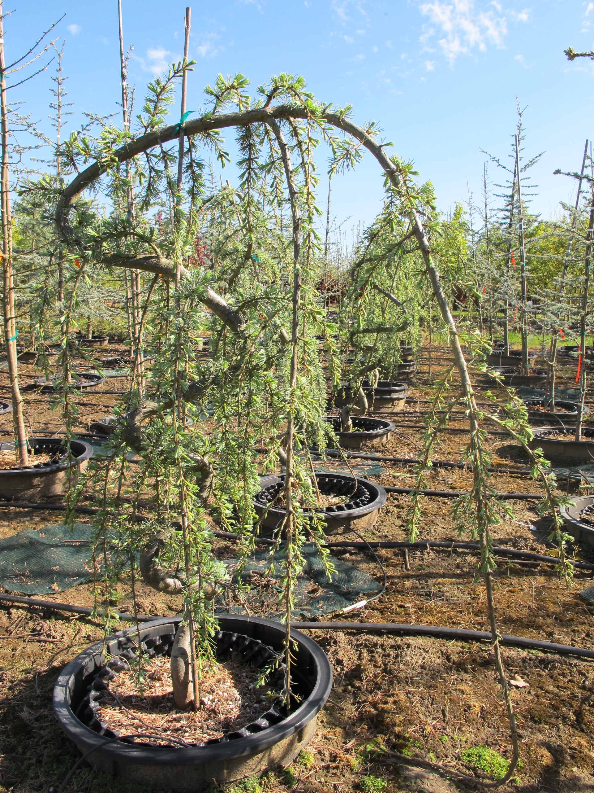 cedrus atlantica glauca pendula fish hook Weeping Blue Atlas Cedar
