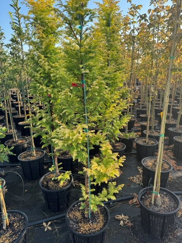 SuperTreesNursery  Amber Glow Dawn Redwood - Metasequoia glyptostroboides Amber Glow - #25
