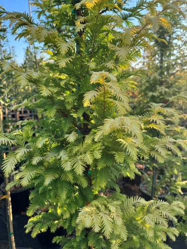 SuperTreesNursery  Amber Glow Dawn Redwood - Metasequoia glyptostroboides Amber Glow - foliage