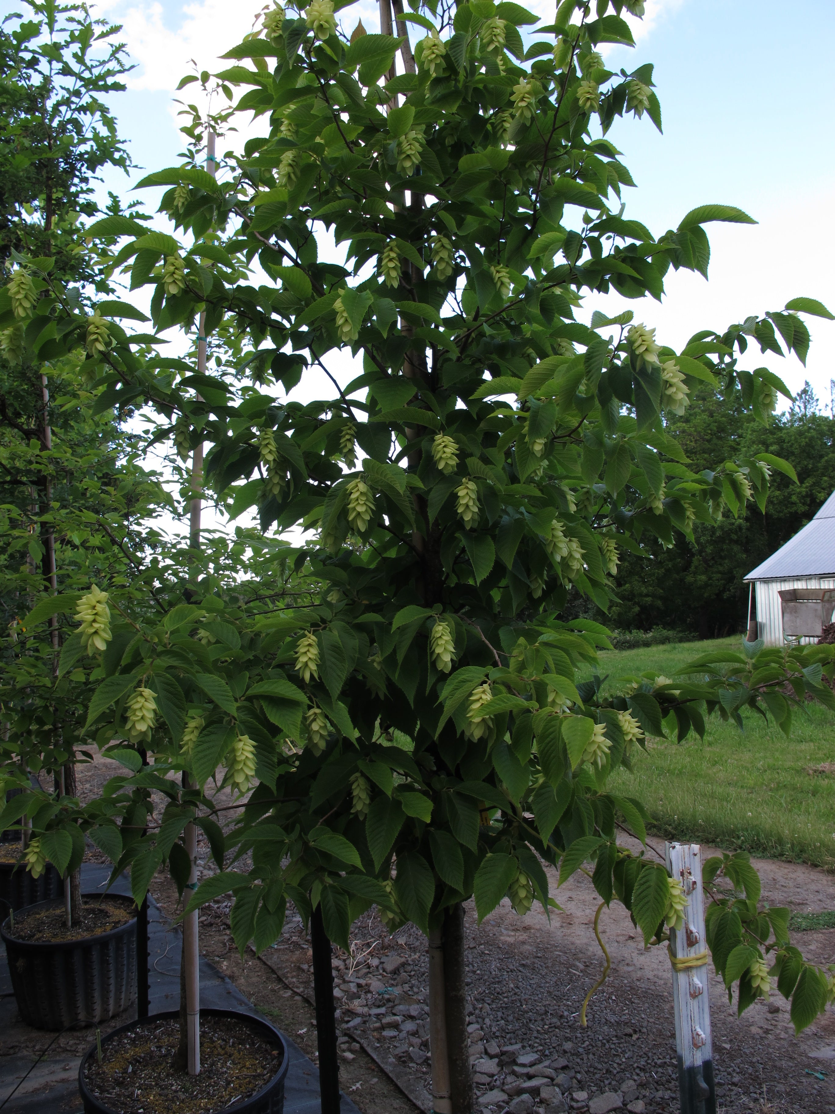 Small Hop Tree American hop hornbeam - Ostrya virginiana – SuperTrees Nursery