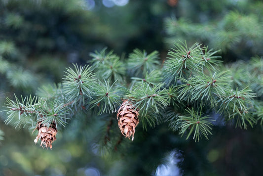 Douglas Fir