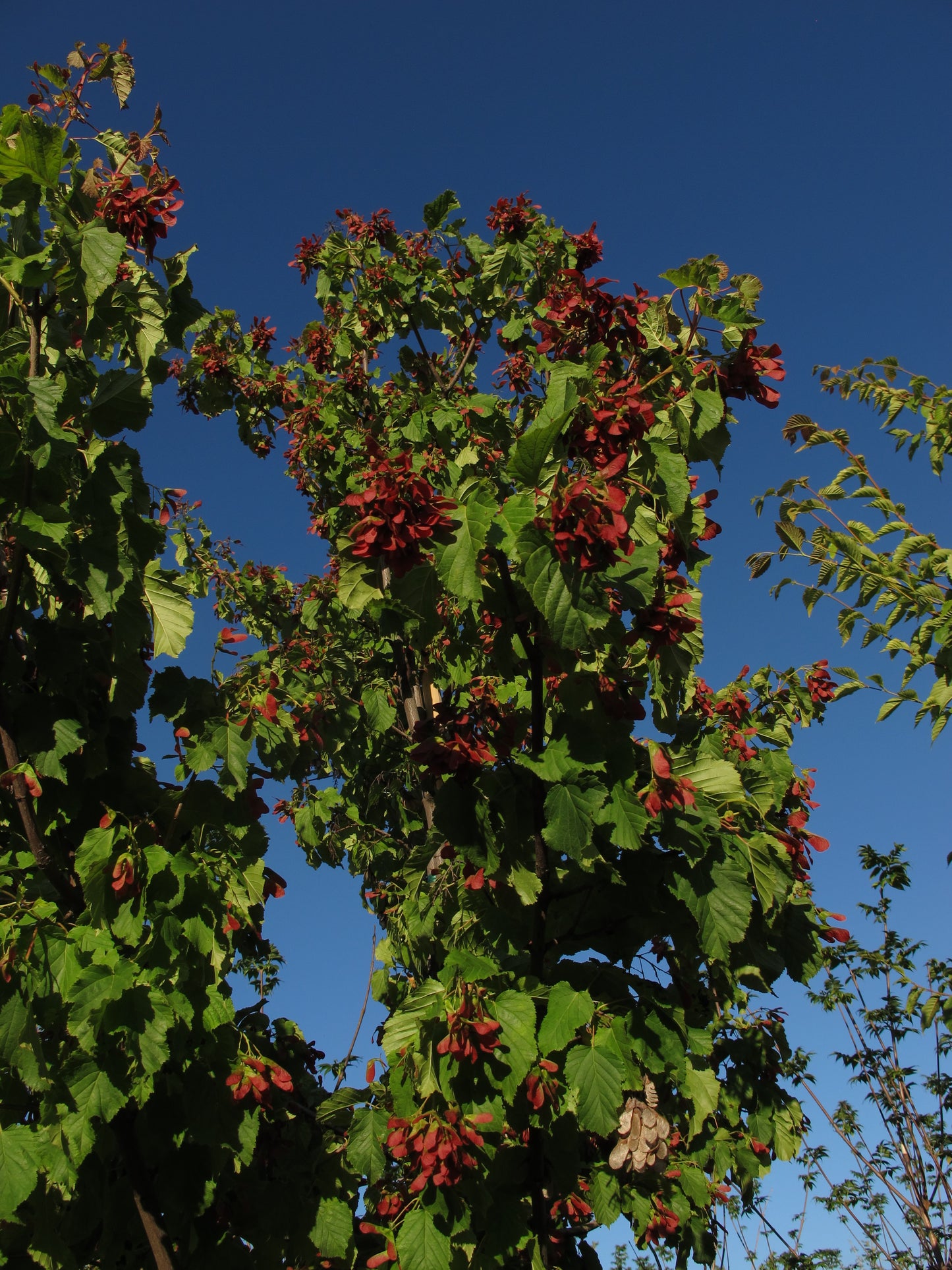 Hot Wings® Tatarian Maple