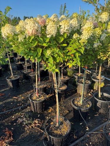 SuperTrees Nursery - Little Lime Hydrangea - Metasequoia glyptostroboides Amber Glow - #25