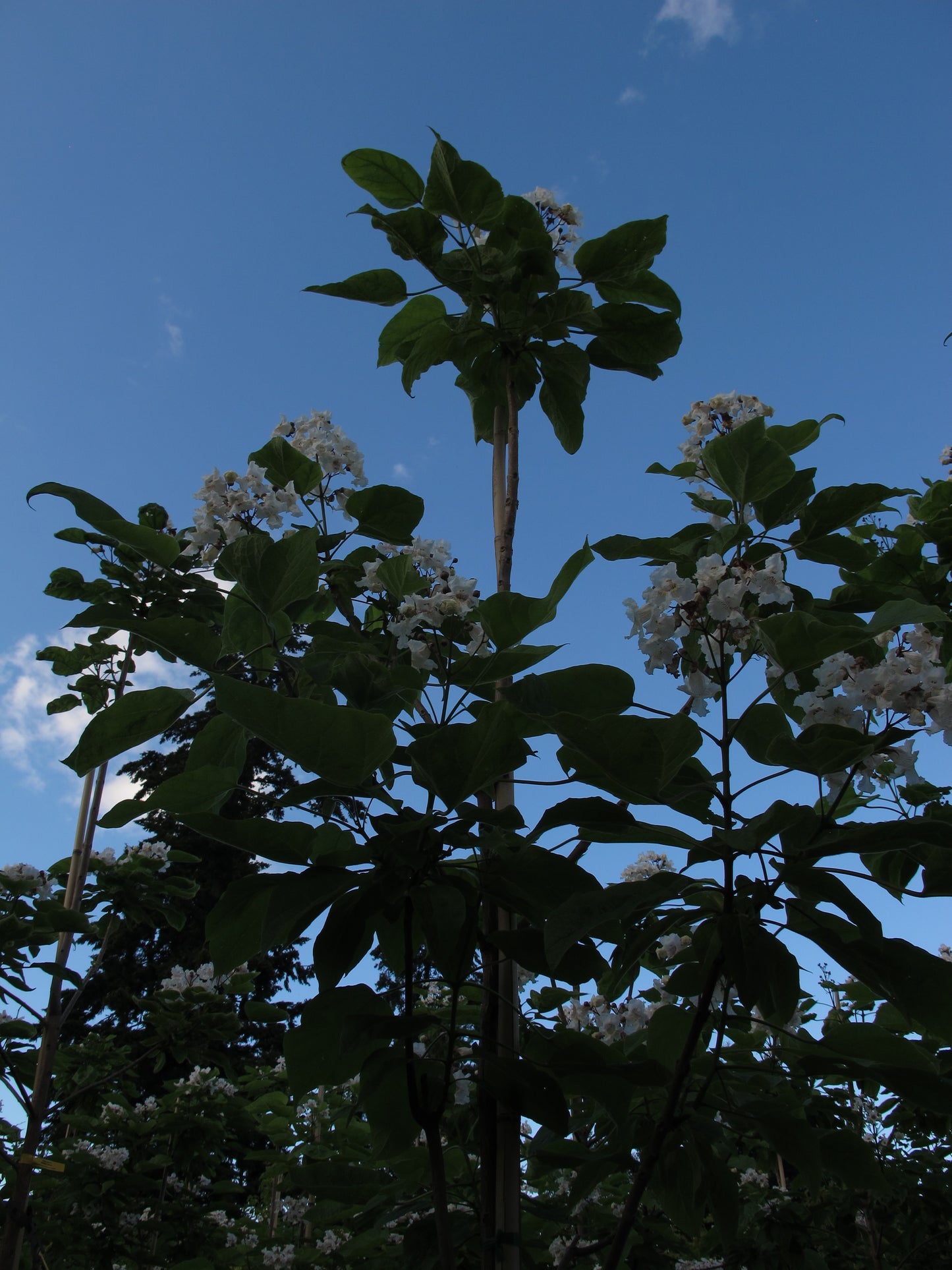 Northern Catalpa