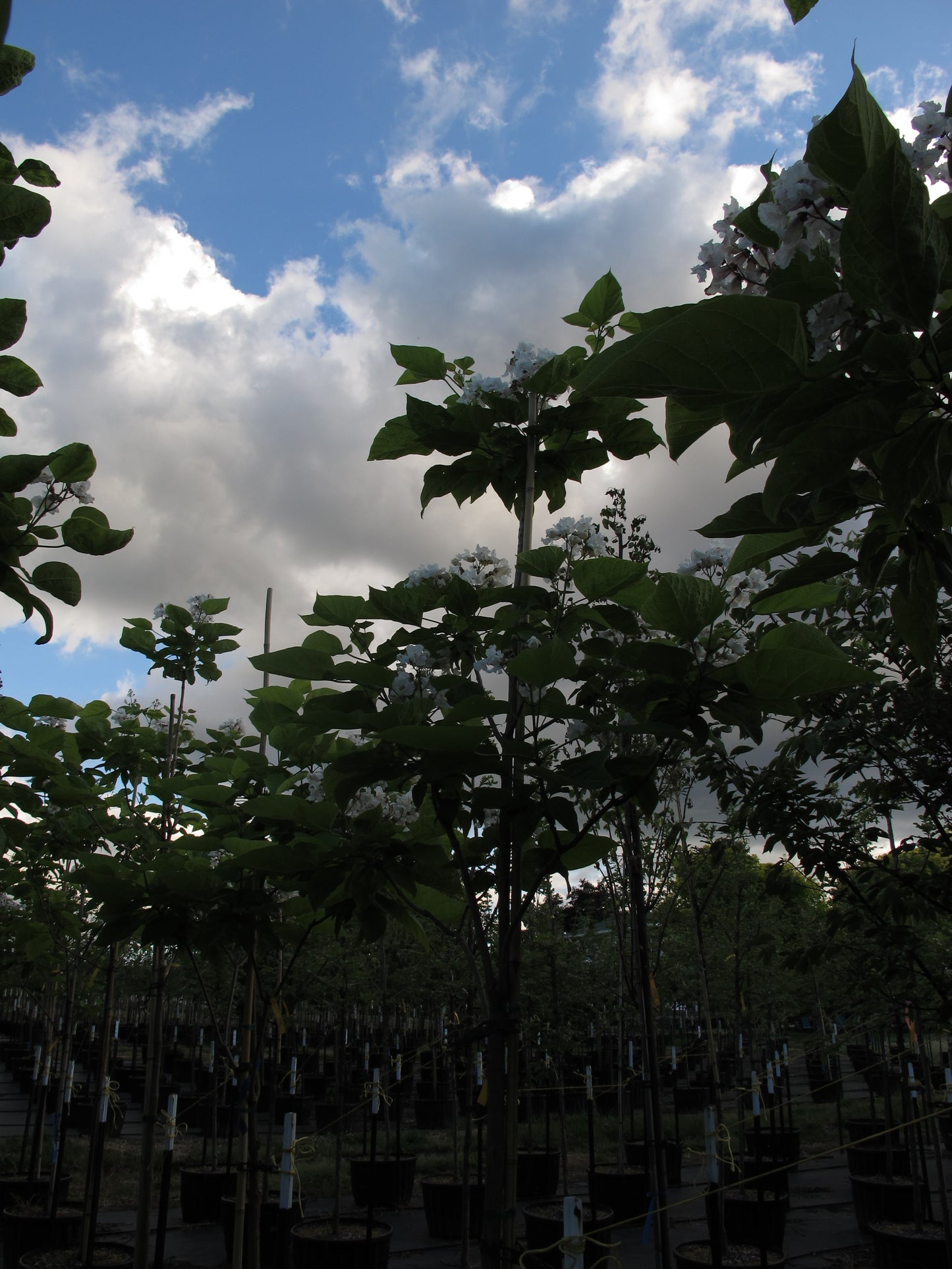 Northern Catalpa
