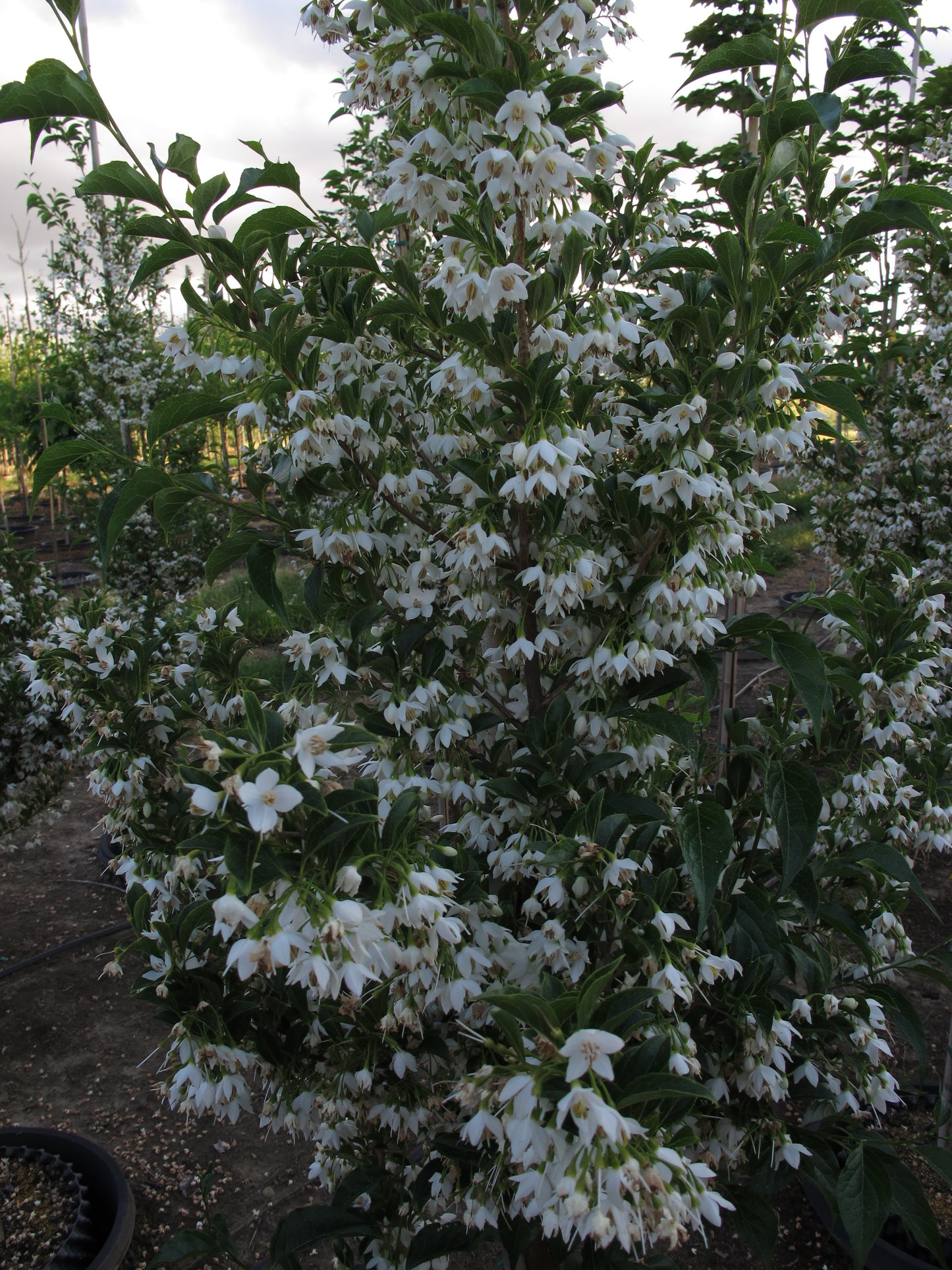 Snowcone® Japanes Snowbell