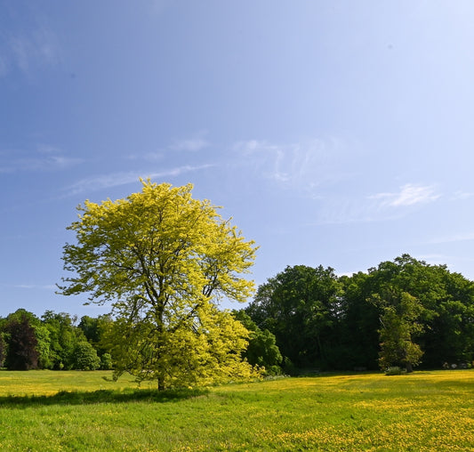 Sunburst® Honeylocust