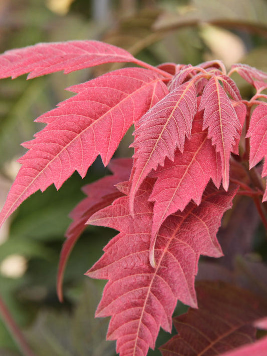 Tranquil Sunrise® Maple