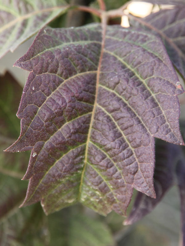 Tranquil Sunrise® Maple