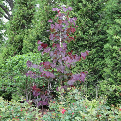 Midnight Express™ Redbud