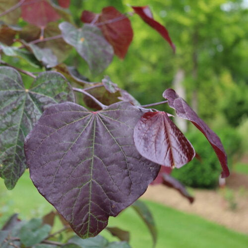 Midnight Express™ Redbud